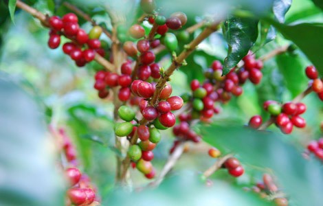 En växt med kaffebönor