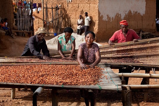 En kvinna torkar kaffebönor i en kaffefabrik