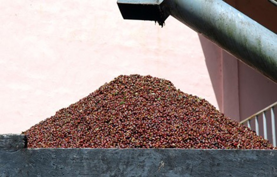 Kaffebönor som bearbetar kaffefabriksmaskin