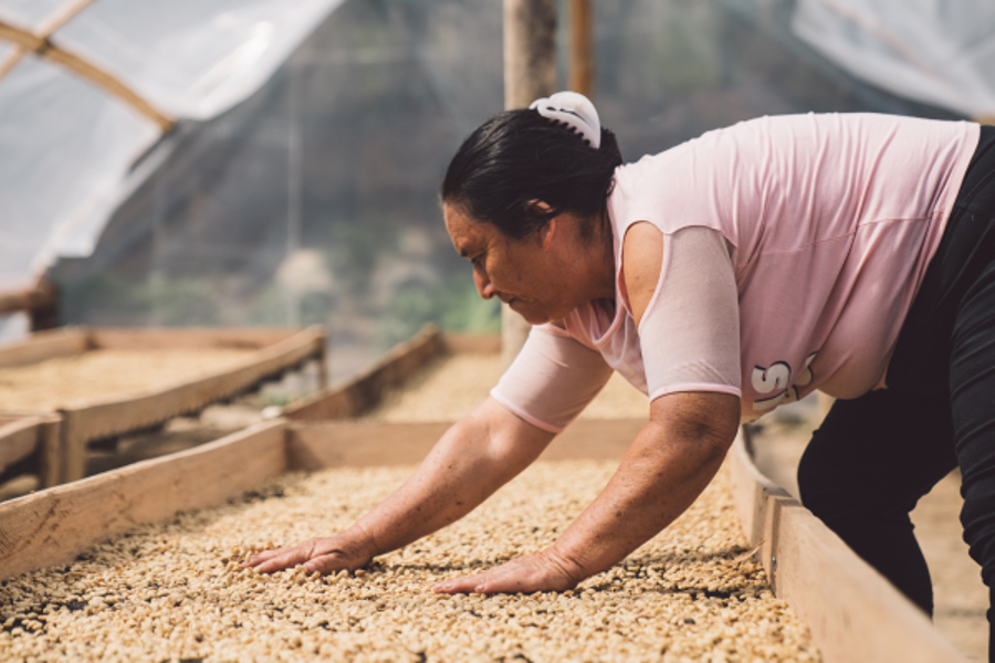 Project Peru Woman torkar kaffebönor