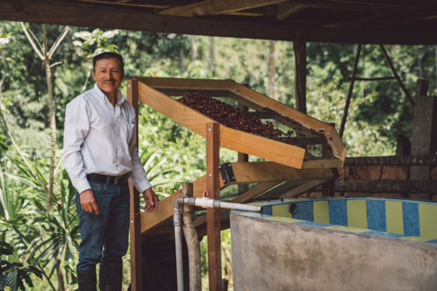 Gevalia hur vi arbetar människan bearbetar kaffebönor på en plantage i Peru