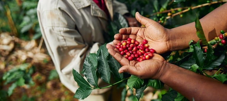 Gevalia person som håller kaffebönor kaffeväxt i kaffeplantage